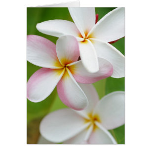 Plumeria Frangipani Hawaii Flower Customised Blank