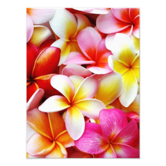 Plumeria Frangipani Hawaii Flower Customised Photo Print