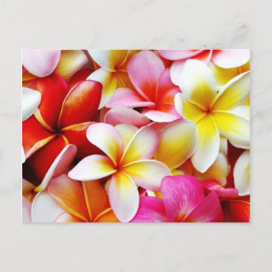 Plumeria Frangipani Hawaii Flower Customised Postcard