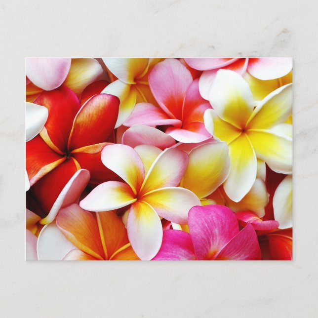 Plumeria Frangipani Hawaii Flower Customised Postcard (Front)
