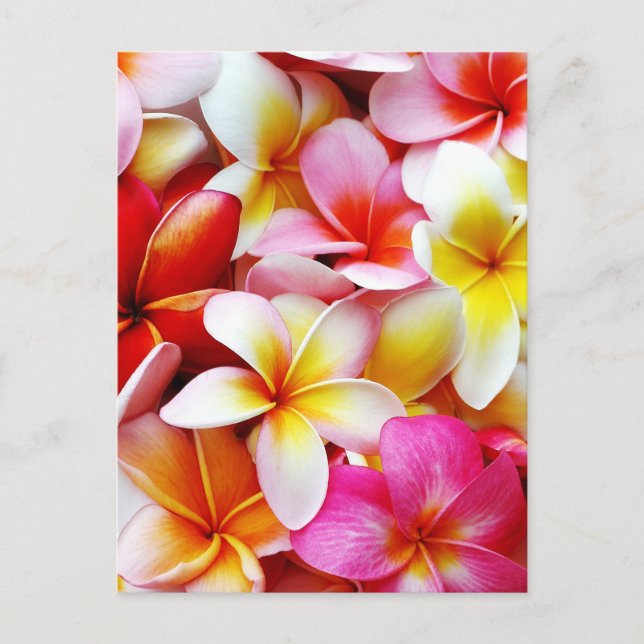 Plumeria Frangipani Hawaii Flower Customised Postcard (Front)