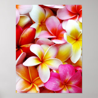 Plumeria Frangipani Hawaii Flower Customised Poster