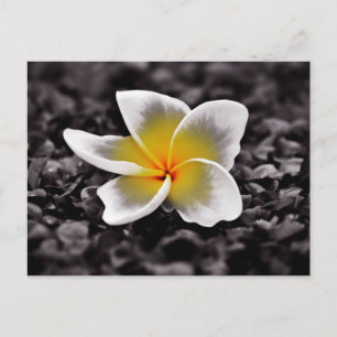 Plumeria Frangipani Hawaii Flower Postcard