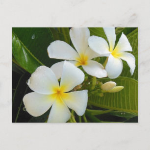 Plumeria Frangipani Hawaii Postcard