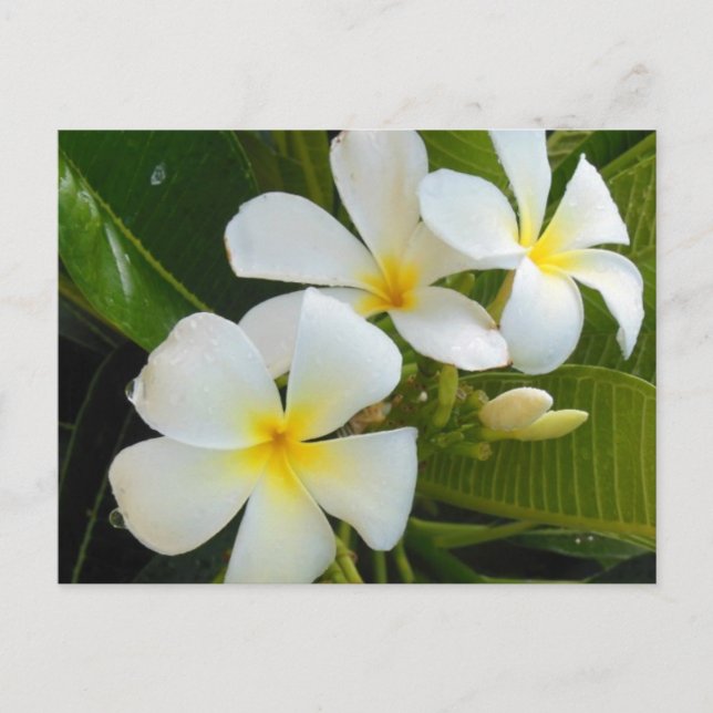 Plumeria Frangipani Hawaii Postcard (Front)