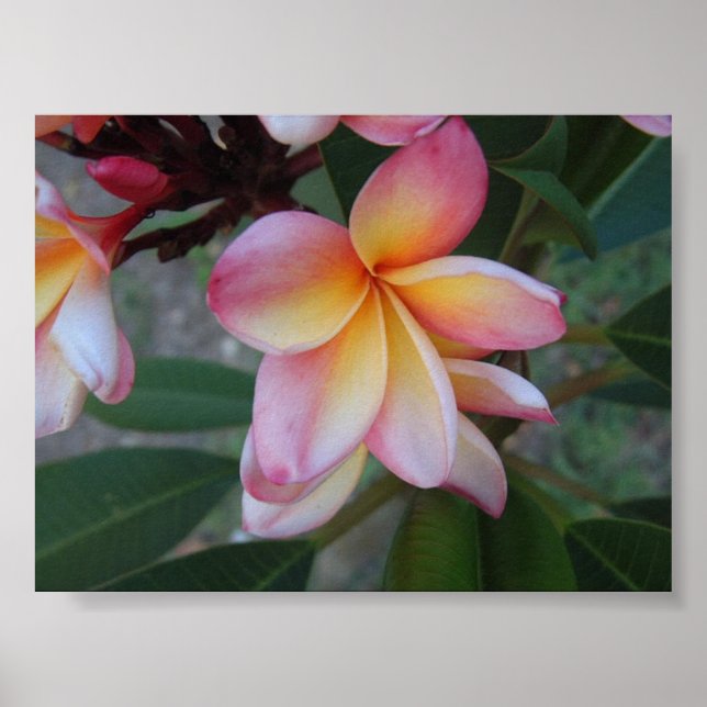 Plumeria (Frangipani)  Poster (Front)