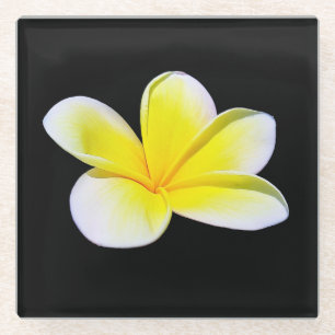 Plumeria Glass Coaster