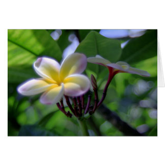 Plumeria Hawaii