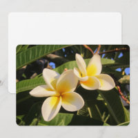 Plumeria