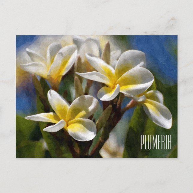 Plumeria Horizontal Postcard (Front)