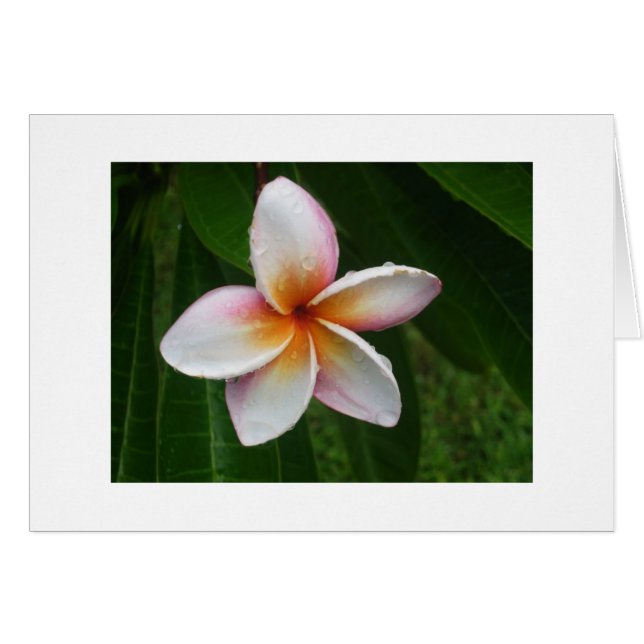 Plumeria in the Rain (Front Horizontal)