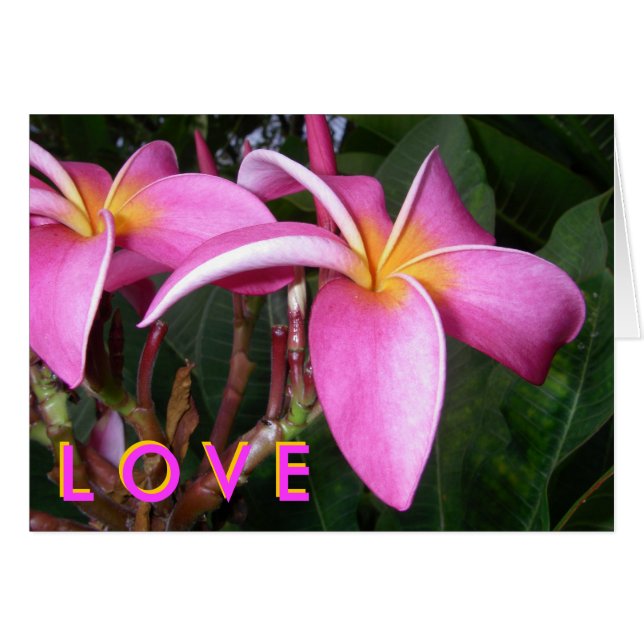 Plumeria L O V E (Front Horizontal)