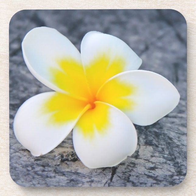 Plumeria Lumbar Pillow Coaster (Front)