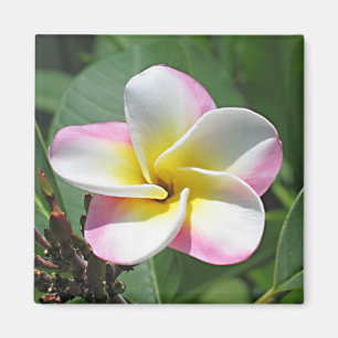 Plumeria Magnet