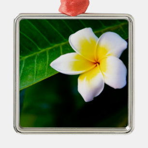 Plumeria Metal Tree Decoration