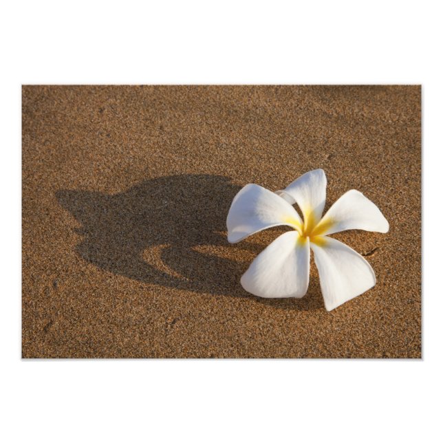 Plumeria on sandy beach, Maui, Hawaii, USA Photo Print (Front)