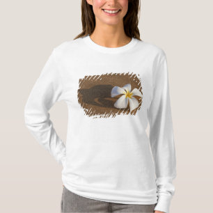 Plumeria on sandy beach, Maui, Hawaii, USA T-Shirt