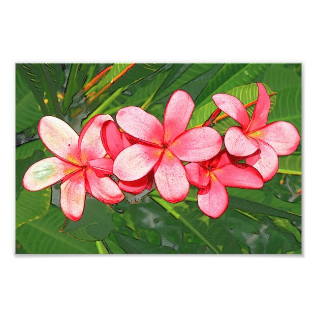 plumeria photo print (Front)