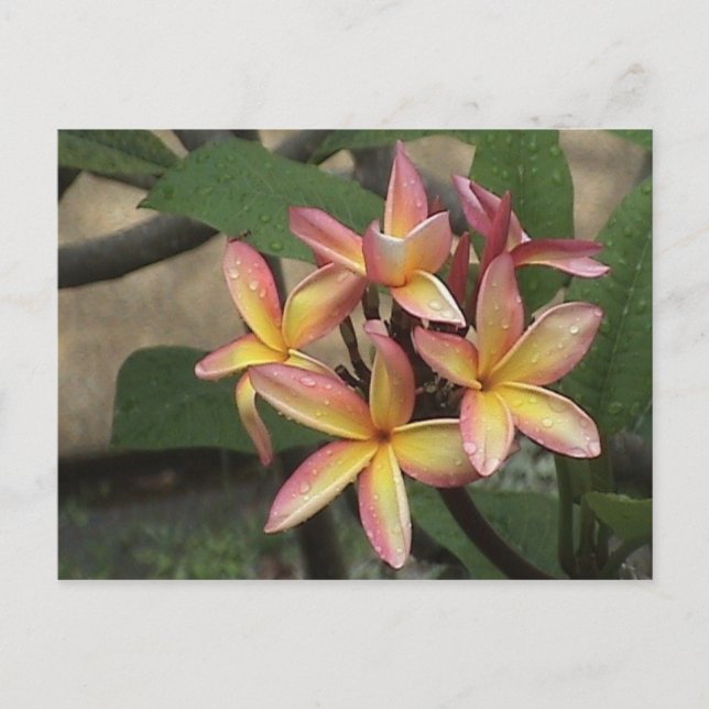 Plumeria Postcard (Front)