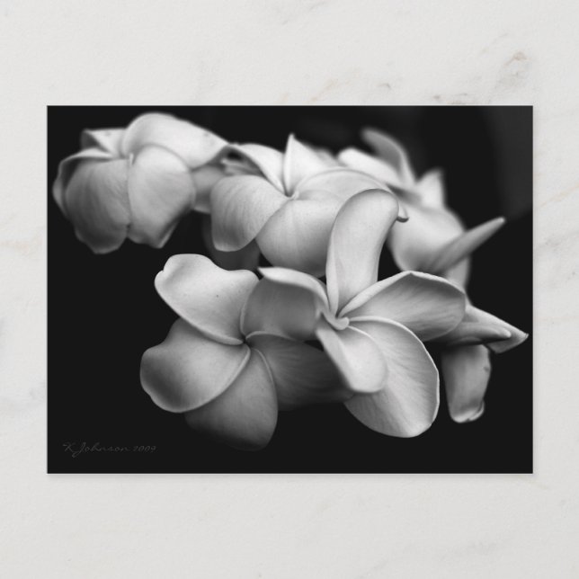 Plumeria postcard.. postcard (Front)