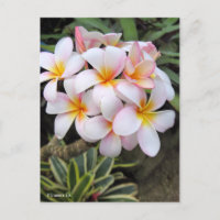 Plumeria [Postcard]