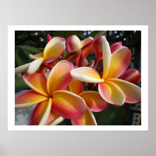 plumeria poster (Front)