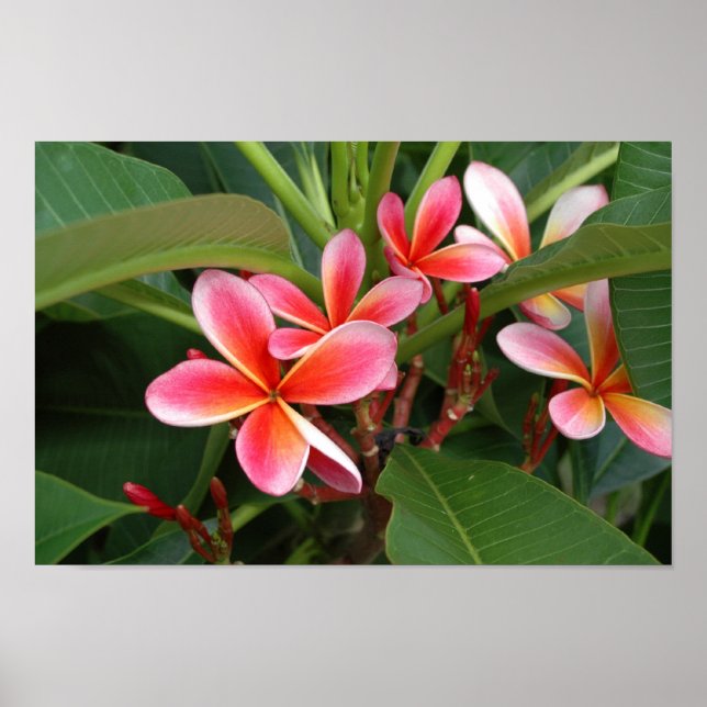 Plumeria Poster (Front)