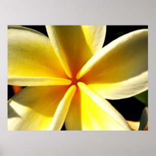 plumeria poster