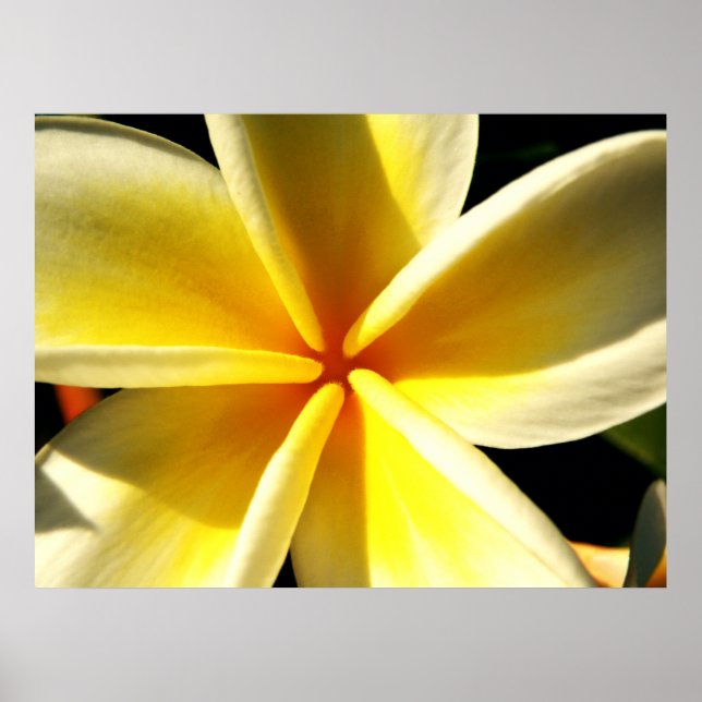 plumeria poster (Front)
