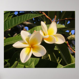 Plumeria Poster