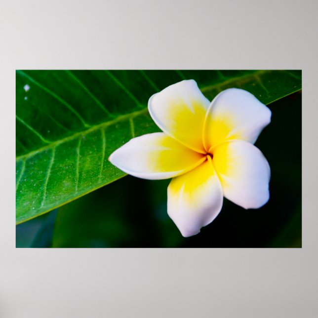 Plumeria Poster (Front)