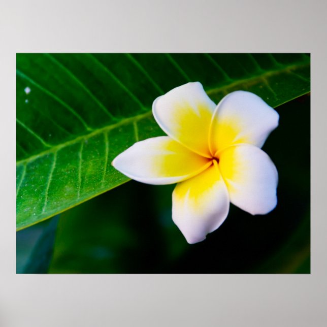 Plumeria Poster (Front)