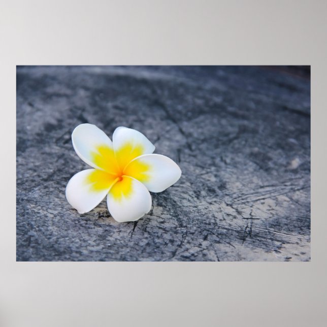 Plumeria Poster (Front)
