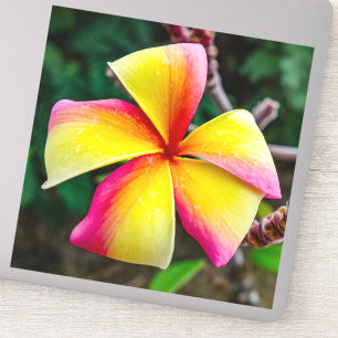Plumeria rubra