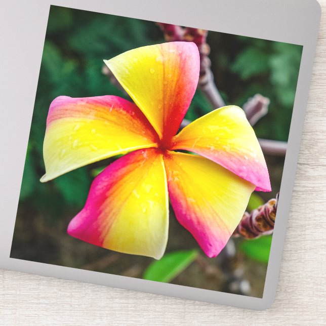 Plumeria rubra (Detail)