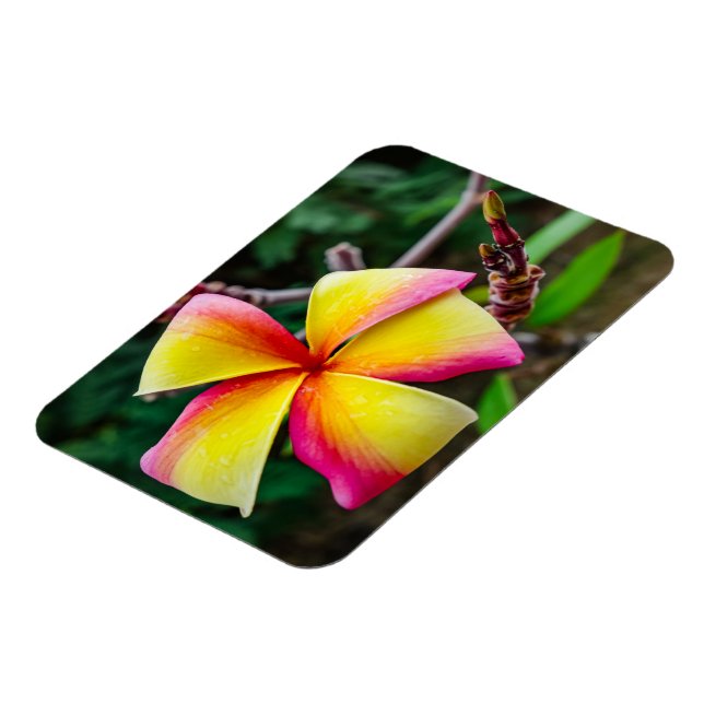 Plumeria rubra magnet (Left Side)
