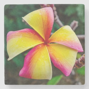 Plumeria rubra stone coaster