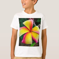 Plumeria rubra