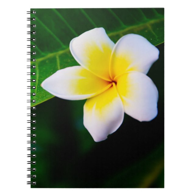 plumeria spiral notebook (Front)