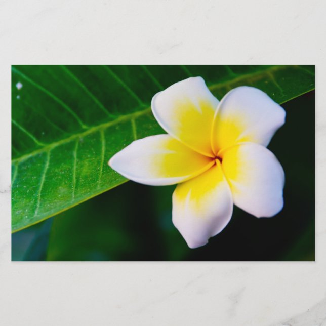 plumeria stationery (Front)