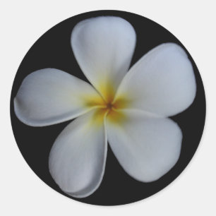 Plumeria Stickers