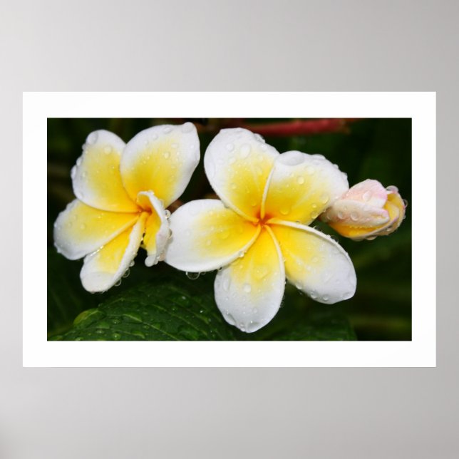 Plumeria Trio Poster (Front)