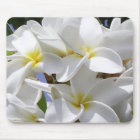 Plumeria Tropical Flowers