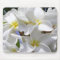 Plumeria Tropical Flowers