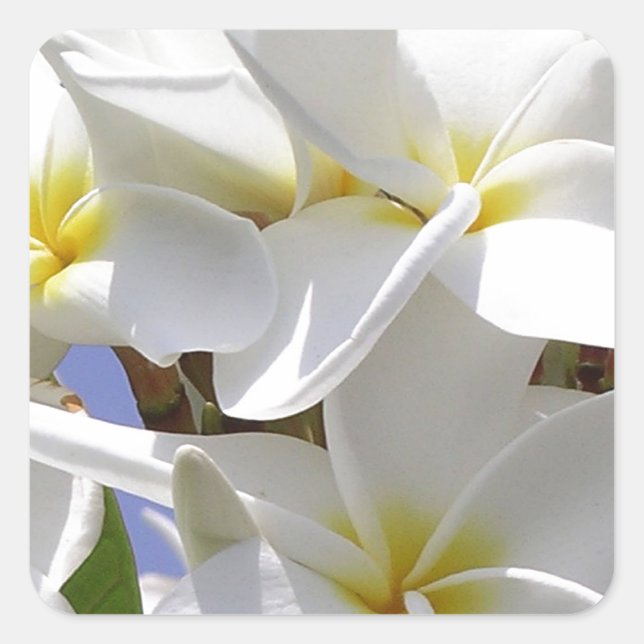 Plumeria Tropical Flowers Square Sticker (Front)