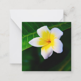 Plumerias Card