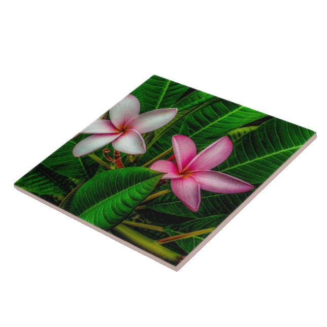 Plumerias in White and Pink Ceramic Tile (Side)