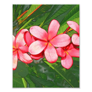 Plumerias Photo Print