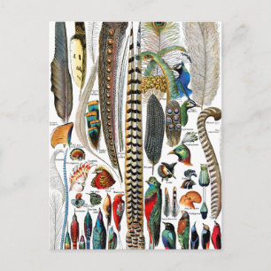 Plumes by Adolphe Millot Postcard