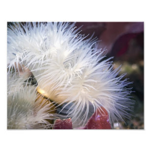 Plumose Anemone - fine art photo Print